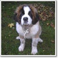 ANNABELLA