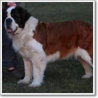 BUFFBALL CINNAMON COOKIE