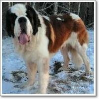 ROYAL BERNI FRANCOIS